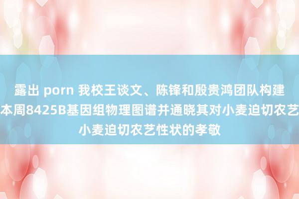 露出 porn 我校王谈文、陈锋和殷贵鸿团队构建小麦主干亲本周8425B基因组物理图谱并通晓其对小麦迫切农艺性状的孝敬